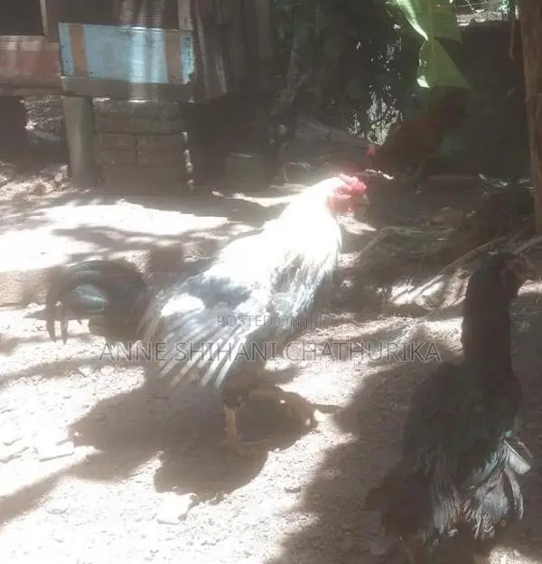 Rooster Sales