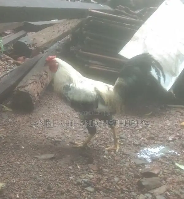 Rooster Sales