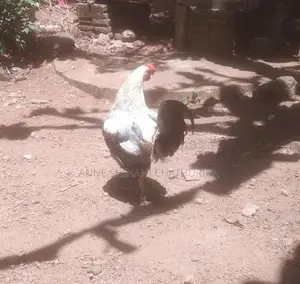Rooster Sales