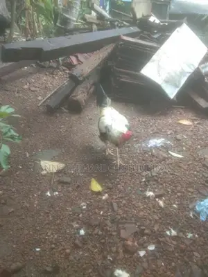 Rooster Sales