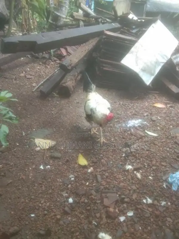 Rooster Sales