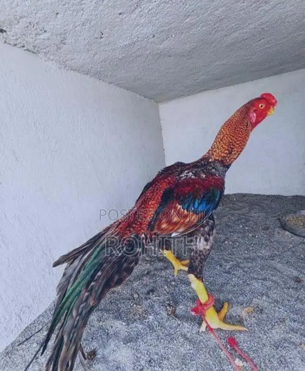 Parrot Beak Rooster