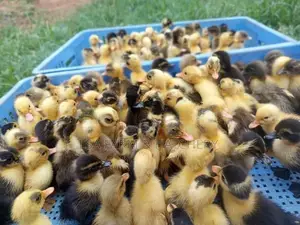 තාර පැටවුන්
