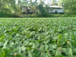 Malaysian Grass