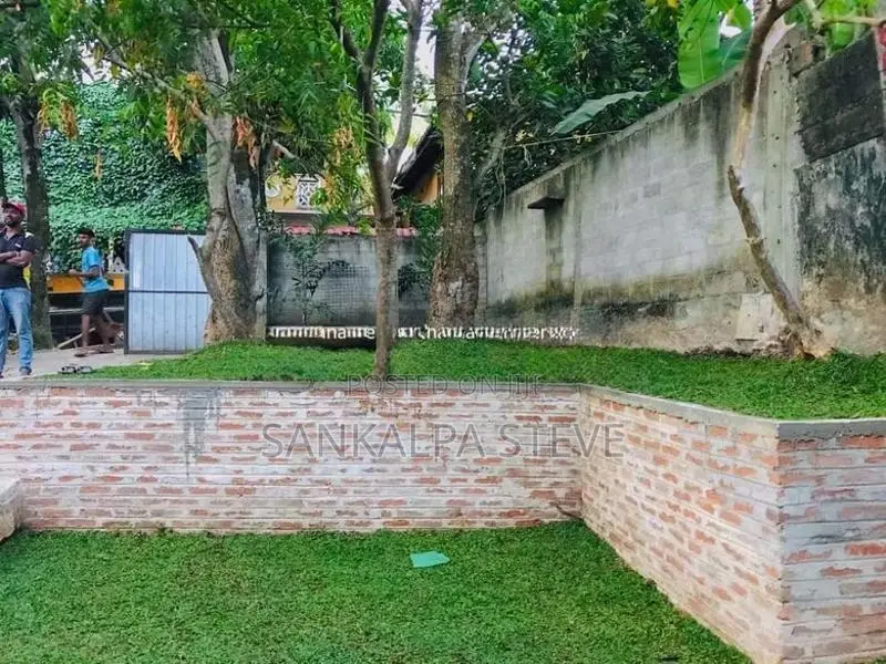 Malaysian Grass