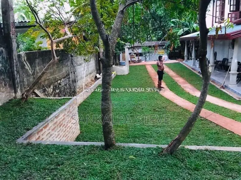 Malaysian Grass