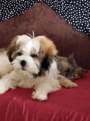 Shihtzu Puppy