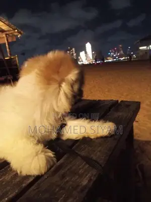 Shihtzu Puppy
