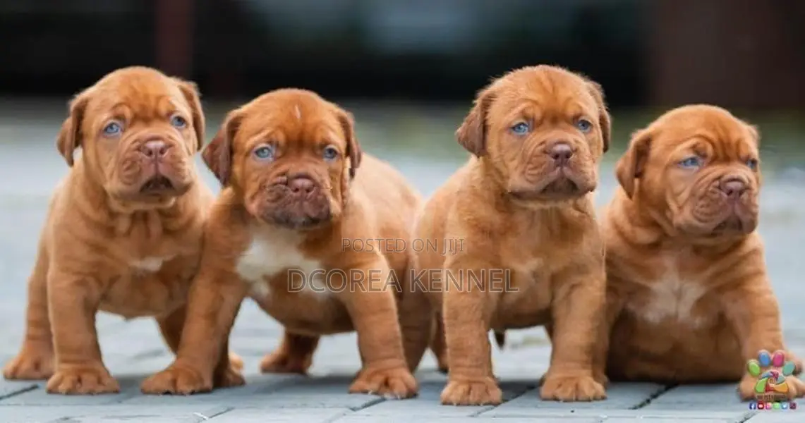 Dogue De Bordeaux Puppies