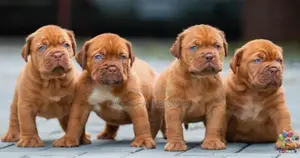 Dogue De Bordeaux Puppies