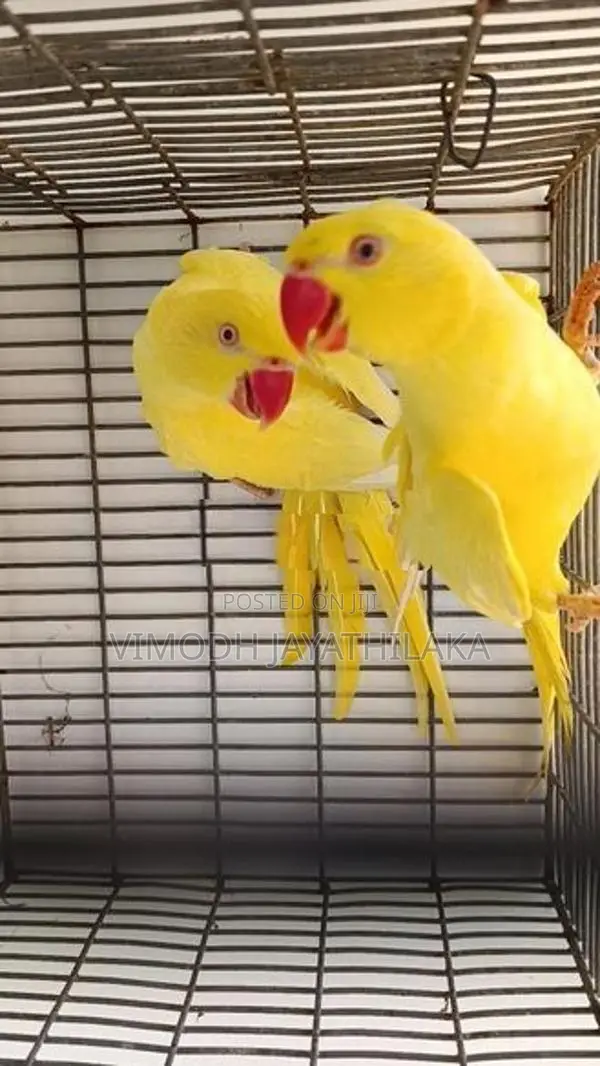 Ringneck Yellow Parrot Female