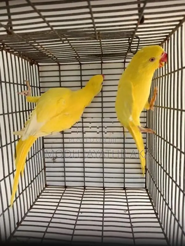 Ringneck Yellow Parrot Female