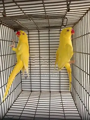 Ringneck Yellow Parrot Female