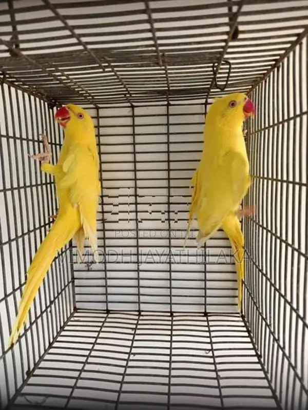 Ringneck Yellow Parrot Female