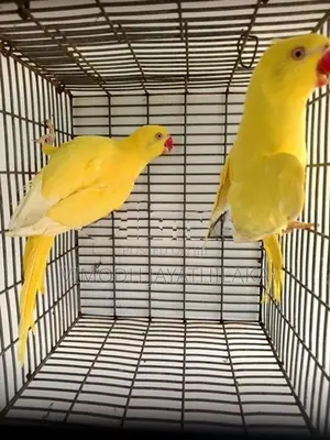 Ringneck Yellow Parrot Female