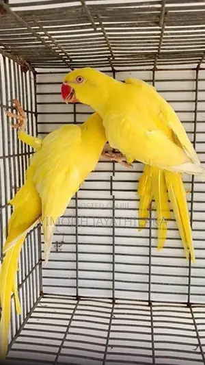 Ringneck Yellow Parrot Female