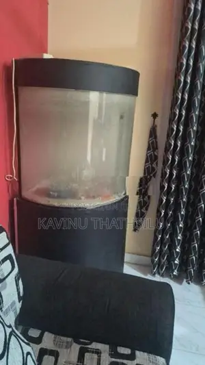 Fish Tank Semi Circle