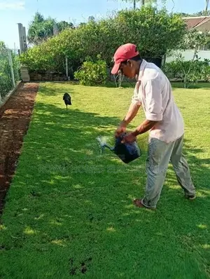 තණකොළ රෝල්