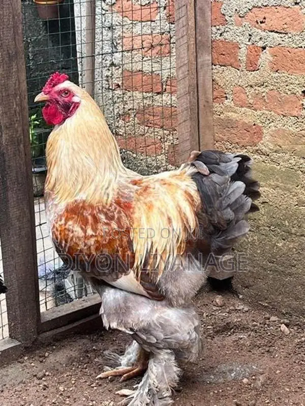 Brahma Chicken