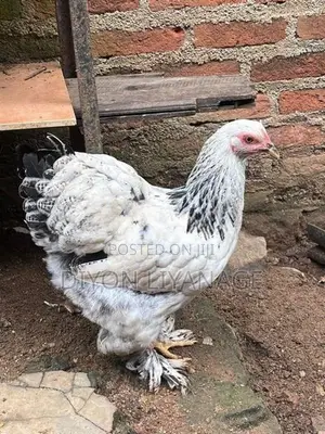 Brahma Chicken
