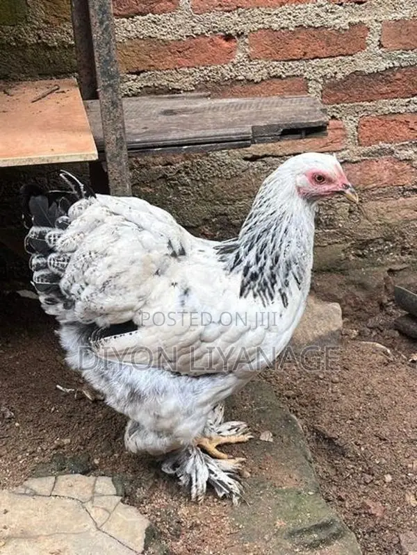 Brahma Chicken