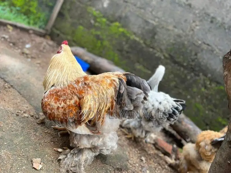 Brahma Chicken