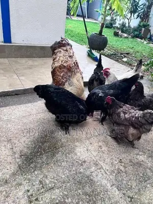 Brahma Chicken