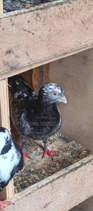 Pigeon
