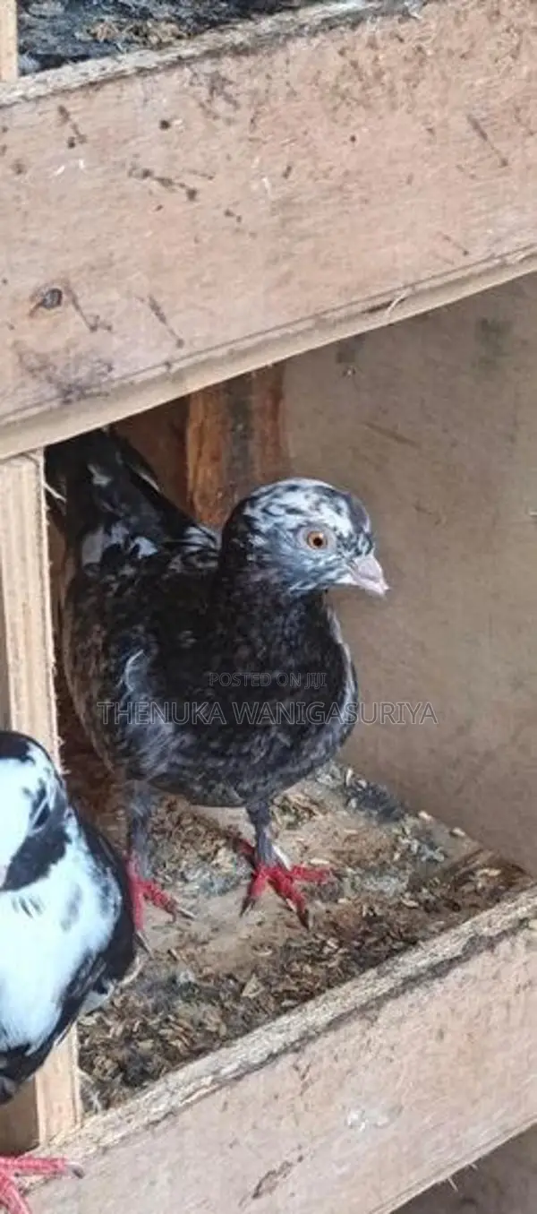 Pigeon