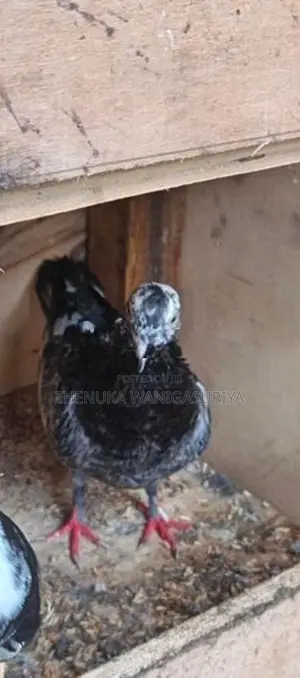 Pigeon