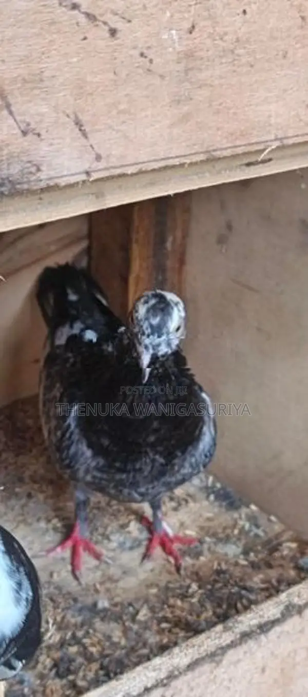Pigeon