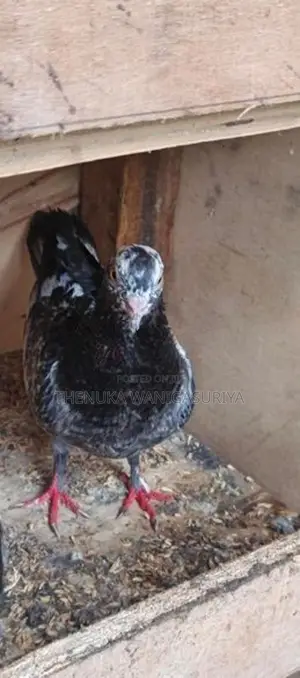 Pigeon