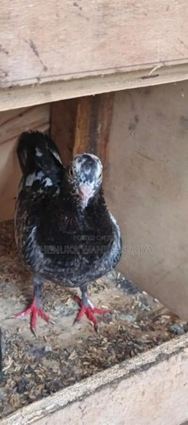 Pigeon