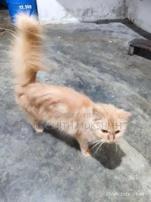 Persian Cat