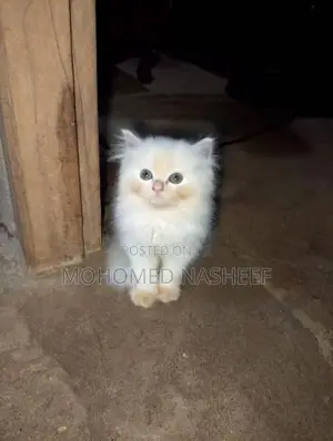 Persian Cats