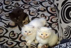 Persian Cats