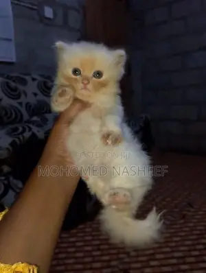 Persian Cats