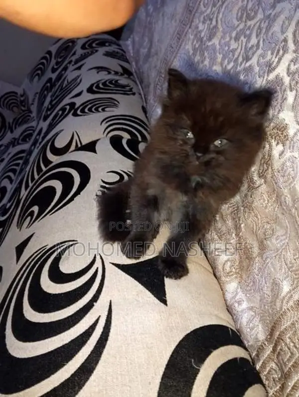 Persian Cats