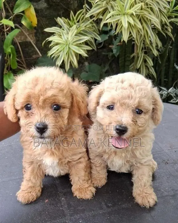 Poodle Puppies