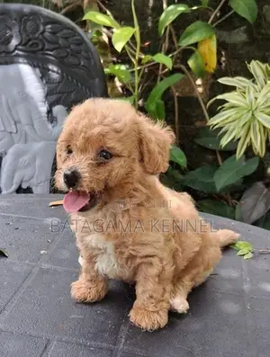 Poodle Puppies