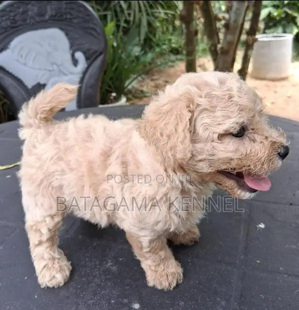 Poodle Puppies