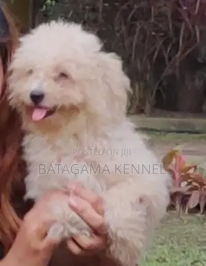 Poodle Puppies