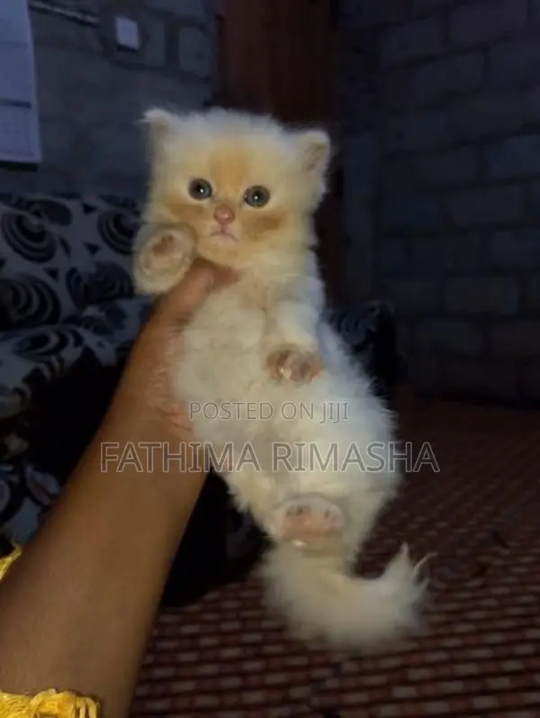 Percian Cats