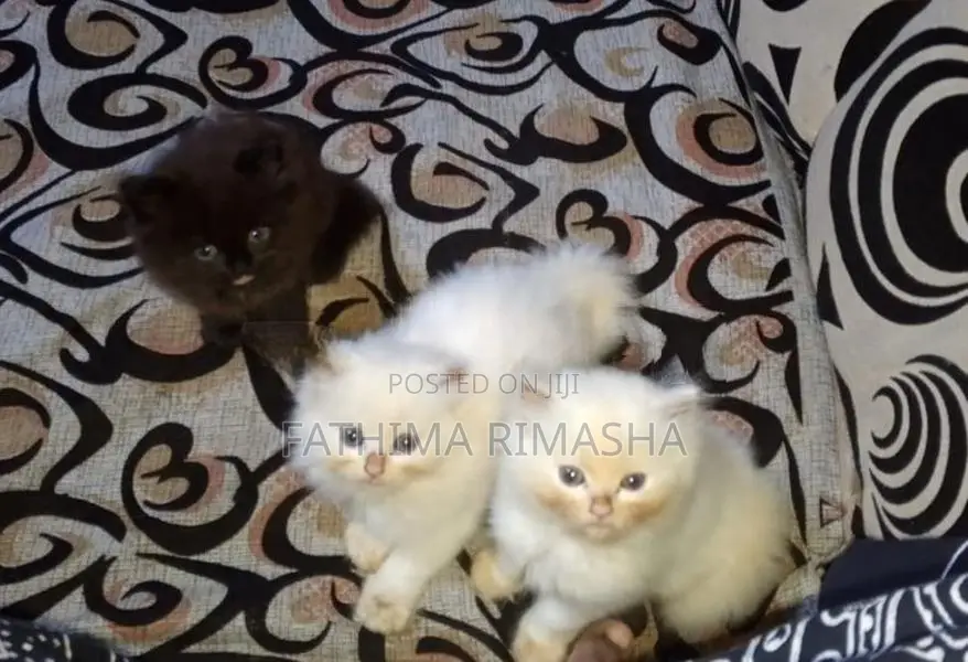 Percian Cats