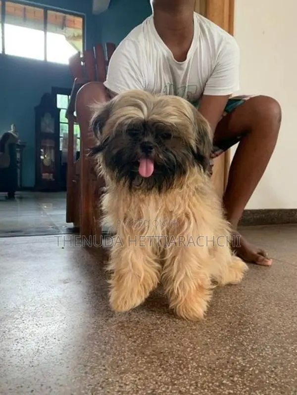 6.5-Month-Old Shih Tzu Puppy