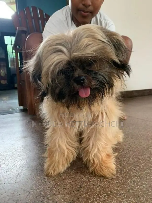 6.5-Month-Old Shih Tzu Puppy