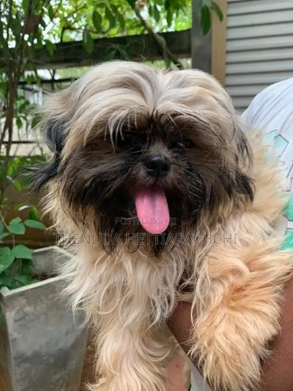 6.5-Month-Old Shih Tzu Puppy