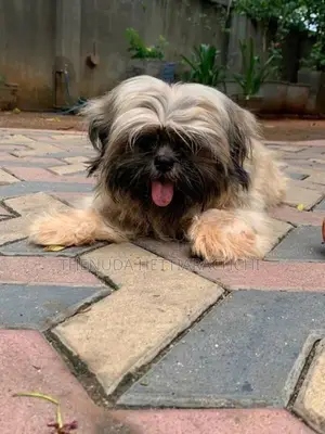 6.5-Month-Old Shih Tzu Puppy