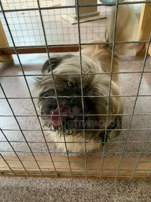 6.5-Month-Old Shih Tzu Puppy