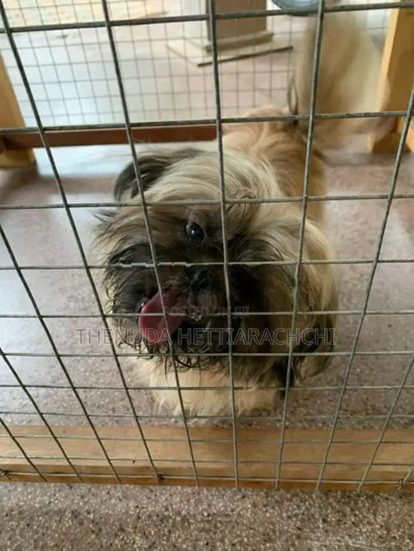 6.5-Month-Old Shih Tzu Puppy